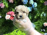 Teacup Maltipoo Bebekler