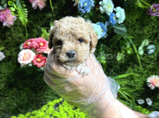Teacup Maltipoo Bebekler görsel