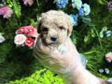 Teacup maltipoo bebekler