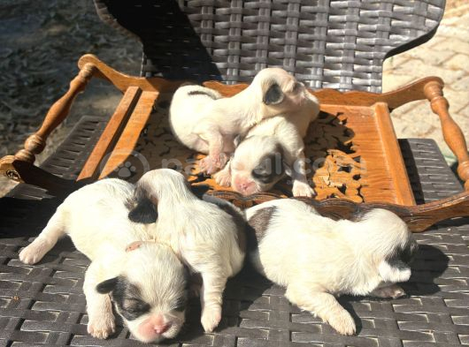 Şi̇tzu Shi̇htzu görsel