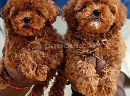 Toy Poodle Bebekler görsel