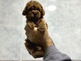 Aşılı Irk Ve Sağlık Garantili Toy Poodle Bebekler