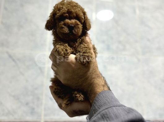 Aşılı ırk ve sağlık garantili Toy poodle bebekler