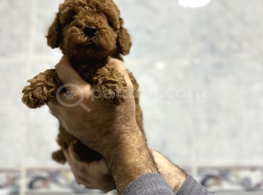 Aşılı Irk Ve Sağlık Garantili Toy Poodle Bebekler görsel