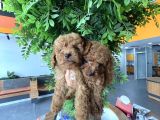 Toy Poodle Bebekler