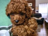 Toy Poodle Bebekler