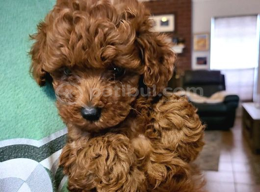 Toy Poodle Bebekler görsel