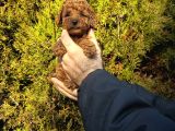 Aşılı Irk Ve Sağlık Garantili Toy Poodle Bebekler