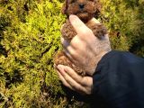 Aşılı Irk Ve Sağlık Garantili Toy Poodle Bebekler