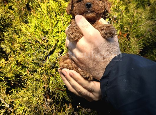 Aşılı Irk Ve Sağlık Garantili Toy Poodle Bebekler görsel