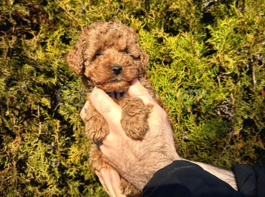 Aşılı Irk Ve Sağlık Garantili Toy Poodle Bebekler görsel