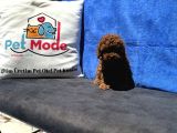 Profesyonel Ruhsatlı Çiftlikde Ziyarete Açık Kore Toy Poodle