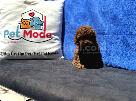 Profesyonel Ruhsatlı Çiftlikde Ziyarete Açık Kore Toy Poodle görsel