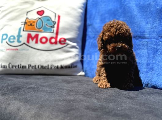 Profesyonel Ruhsatlı Çiftlikde Ziyarete Açık Kore Toy Poodle görsel