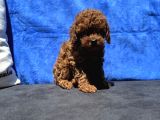 Profesyonel Ruhsatlı Çiftlikde Ziyarete Açık Kore Toy Poodle