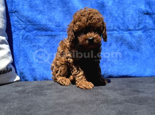 Profesyonel Ruhsatlı Çiftlikde Ziyarete Açık Kore Toy Poodle görsel