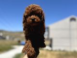 Profesyonel Ruhsatlı Çiftlikde Ziyarete Açık Kore Toy Poodle