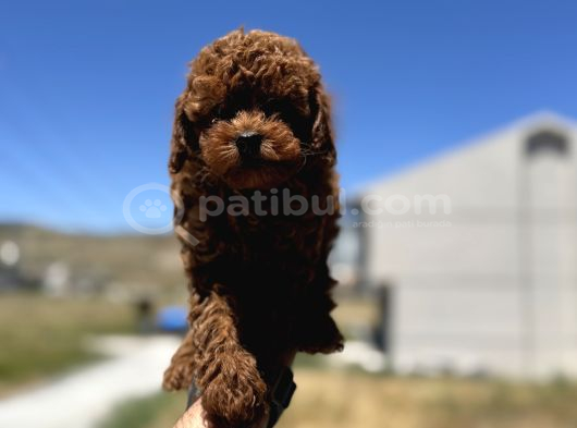 Profesyonel Ruhsatlı Çiftlikde Ziyarete Açık Kore Toy Poodle görsel