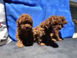 Profesyonel Ruhsatlı Çiftlikde Ziyarete Açık Kore Toy Poodle
