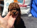 Profesyonel Ruhsatlı Çiftlikde Ziyarete Açık Kore Toy Poodle