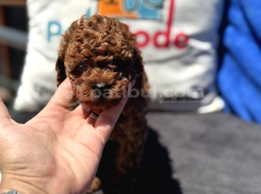 Profesyonel Ruhsatlı Çiftlikde Ziyarete Açık Kore Toy Poodle görsel