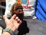 Profesyonel Ruhsatlı Çiftlikde Ziyarete Açık Kore Toy Poodle
