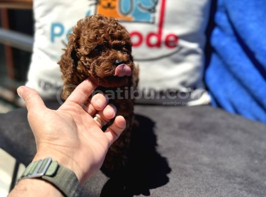 Profesyonel Ruhsatlı Çiftlikde Ziyarete Açık Kore Toy Poodle görsel