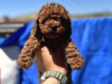 Profesyonel Ruhsatlı Çiftlikde Ziyarete Açık Kore Toy Poodle