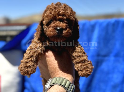 Profesyonel ruhsatlı çiftlikde ziyarete açık kore toy poodle