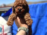 Profesyonel Ruhsatlı Çiftlikde Ziyarete Açık Kore Toy Poodle
