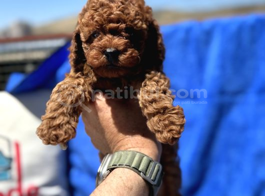 Profesyonel Ruhsatlı Çiftlikde Ziyarete Açık Kore Toy Poodle görsel