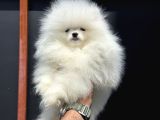 Show Kalite Teddy Face Pomeranian Yavrularımız