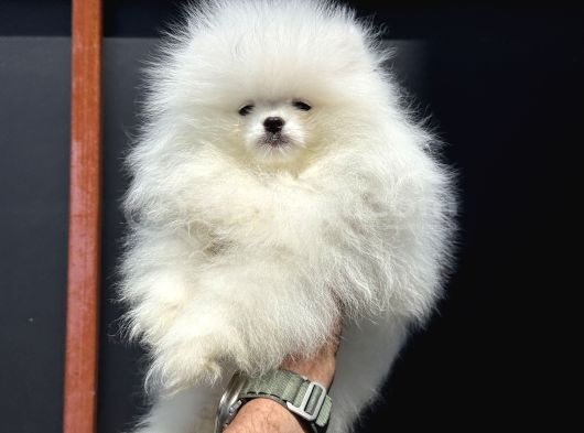Show Kalite Teddy Face Pomeranian Yavrularımız görsel