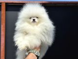 Show Kalite Teddy Face Pomeranian Yavrularımız