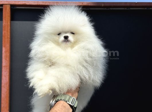Show Kalite Teddy Face Pomeranian Yavrularımız görsel