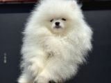 Show Kalite Teddy Face Pomeranian Yavrularımız