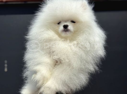 Show Kalite Teddy Face Pomeranian Yavrularımız görsel