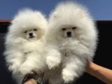 Show Kalite Teddy Face Pomeranian Yavrularımız