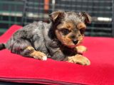 Petmode Köpek Çiftliğinden Tea Cup Morkie Yavrularımız