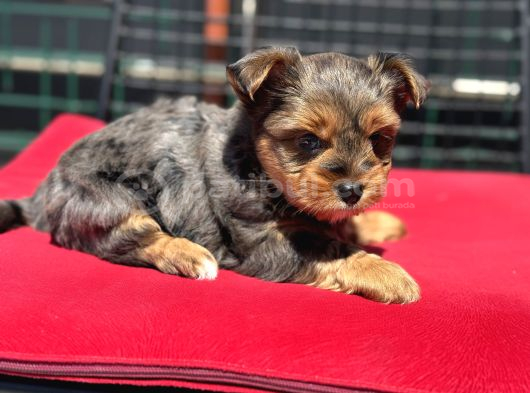 Petmode Köpek Çiftliğinden Tea Cup Morkie Yavrularımız görsel