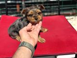 Petmode Köpek Çiftliğinden Tea Cup Morkie Yavrularımız