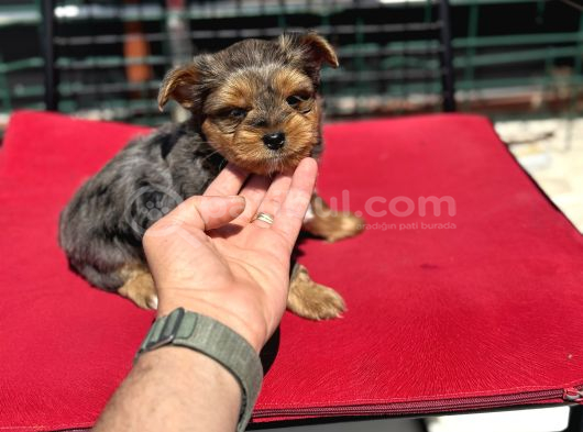 Petmode Köpek Çiftliğinden Tea Cup Morkie Yavrularımız görsel