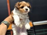 Petmode Köpek Çiftliğinden Tea Cup Morkie Yavrularımız