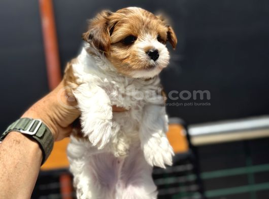 Petmode Köpek Çiftliğinden Tea Cup Morkie Yavrularımız görsel
