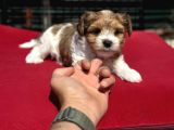 Petmode Köpek Çiftliğinden Tea Cup Morkie Yavrularımız