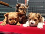 Petmode Köpek Çiftliğinden Tea Cup Morkie Yavrularımız