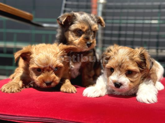 Petmode Köpek Çiftliğinden Tea Cup Morkie Yavrularımız görsel