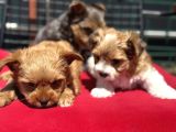 Petmode Köpek Çiftliğinden Tea Cup Morkie Yavrularımız