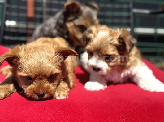 Petmode Köpek Çiftliğinden Tea Cup Morkie Yavrularımız görsel