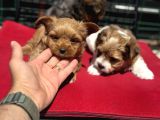 Petmode Köpek Çiftliğinden Tea Cup Morkie Yavrularımız